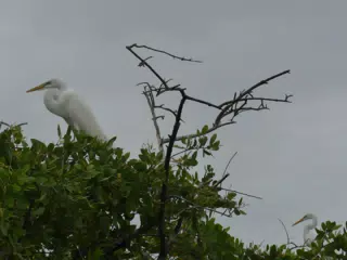 Photographing Egrets at San Juan Venado