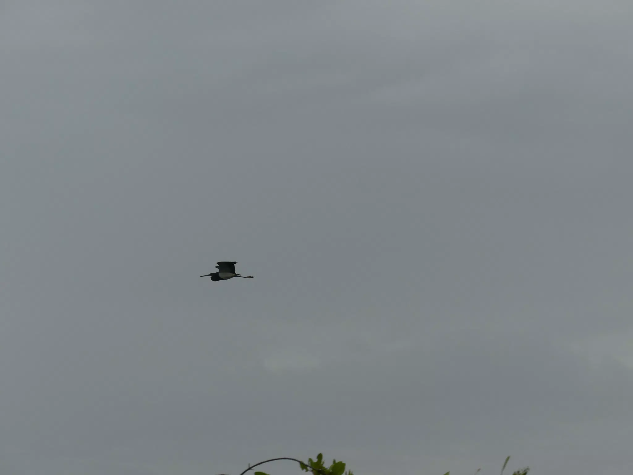 Photographing Egrets at San Juan Venado