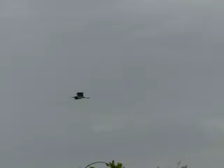 Photographing Egrets at San Juan Venado