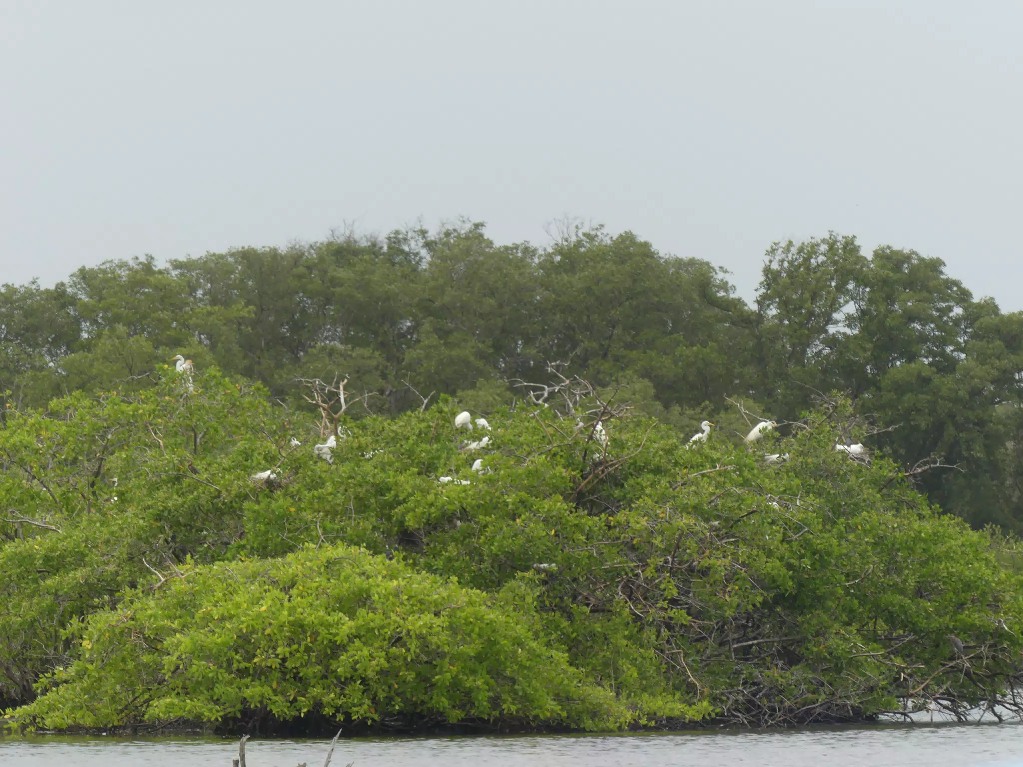 Egrets on San Juan Venado Estuary