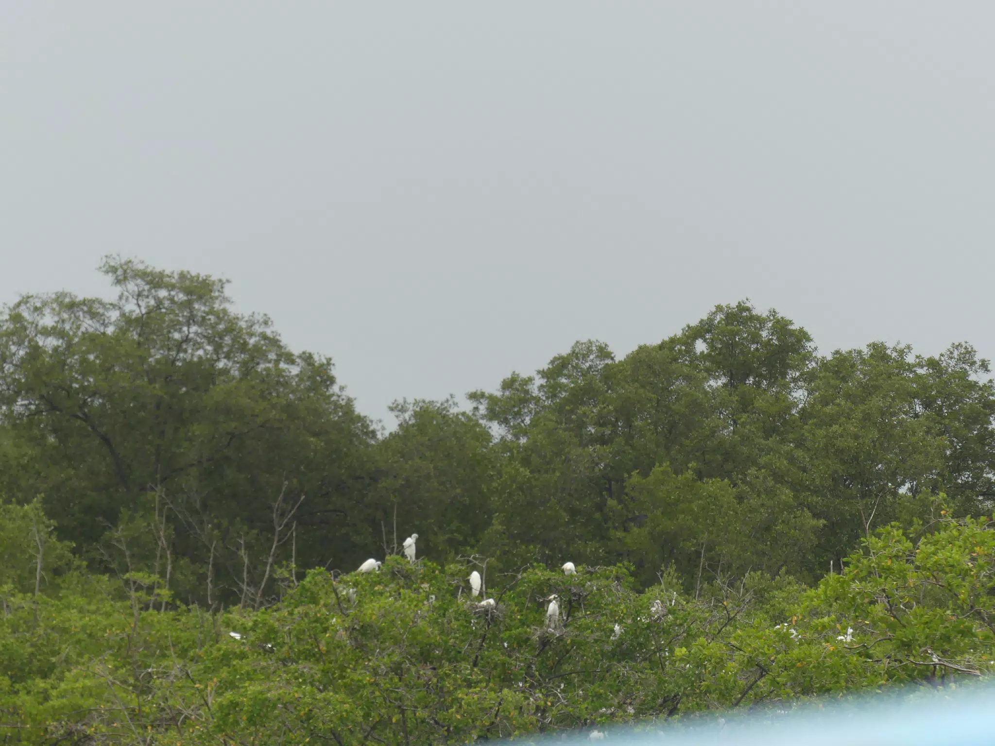 Egrets on San Juan Venado Estuary