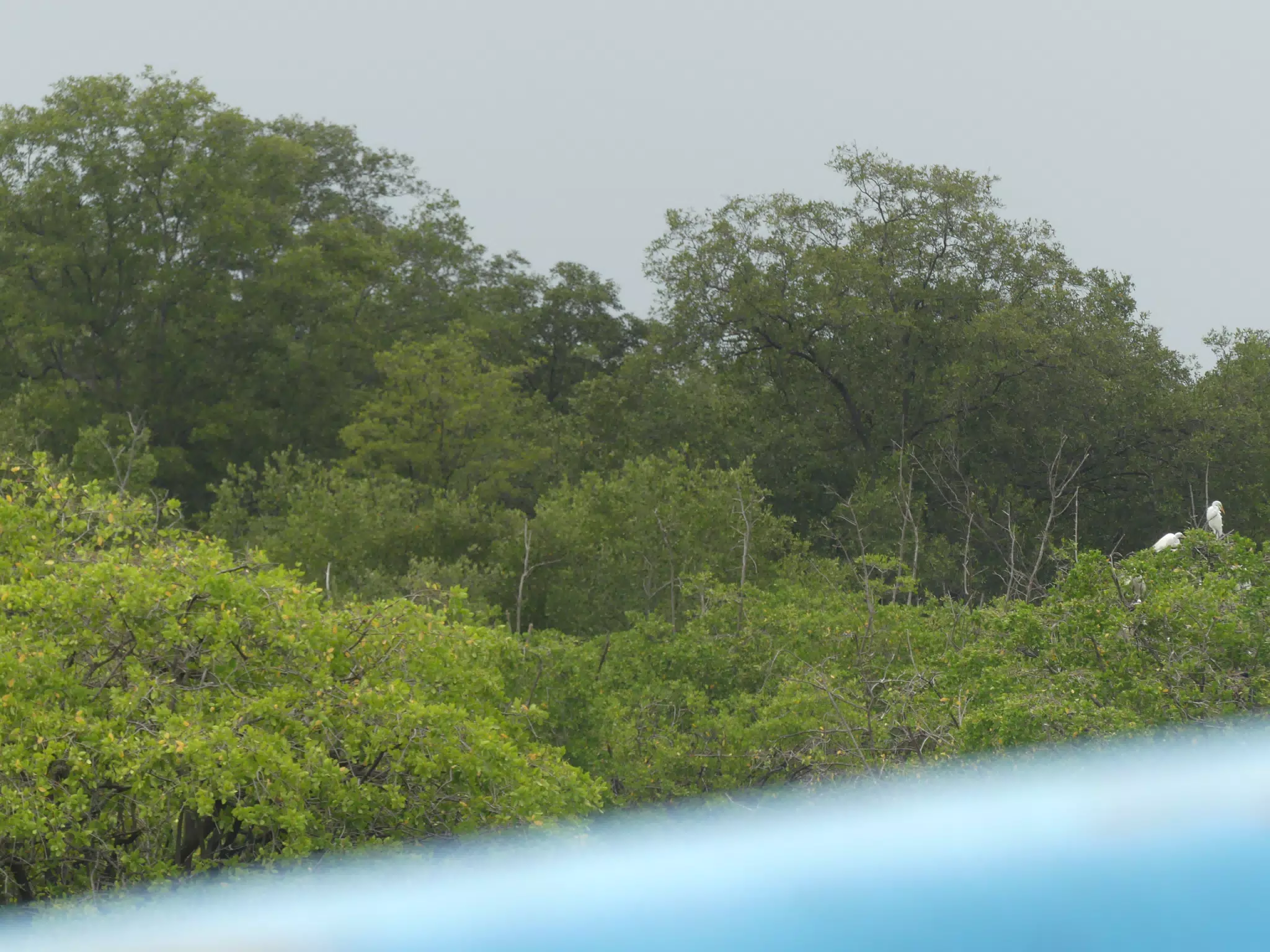 Egrets on San Juan Venado Estuary