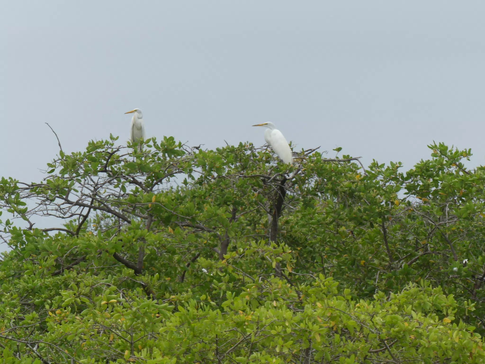 Egrets on San Juan Venado Estuary