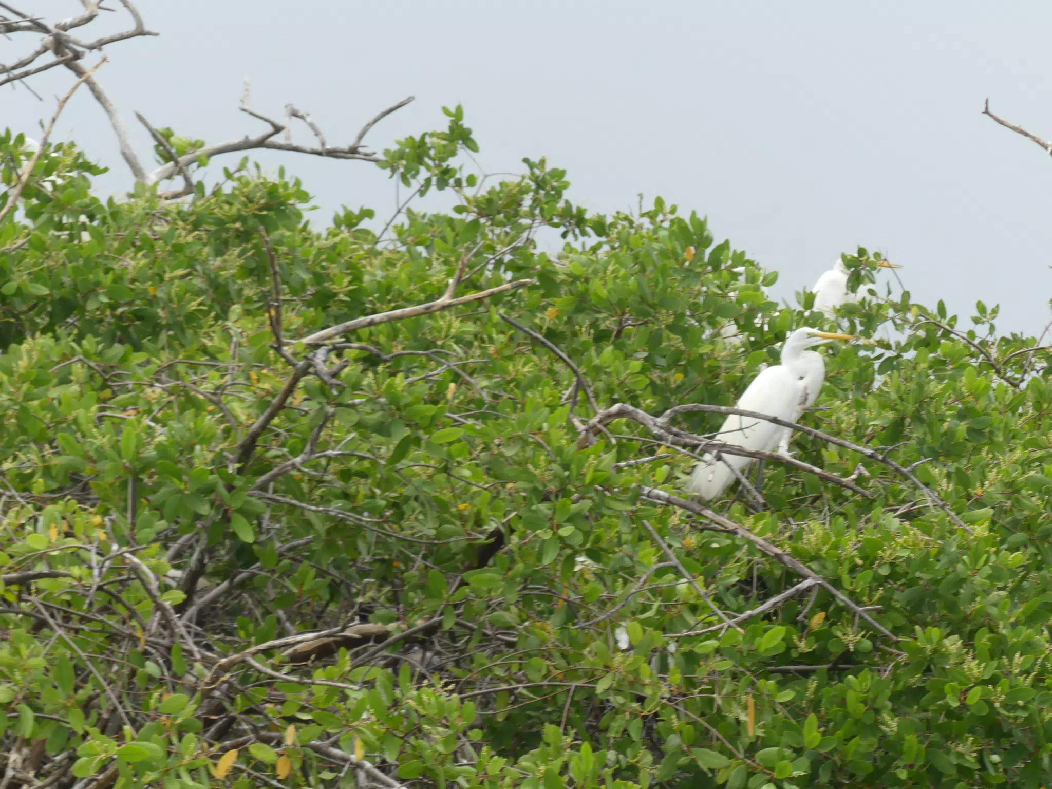 Egrets on San Juan Venado Estuary