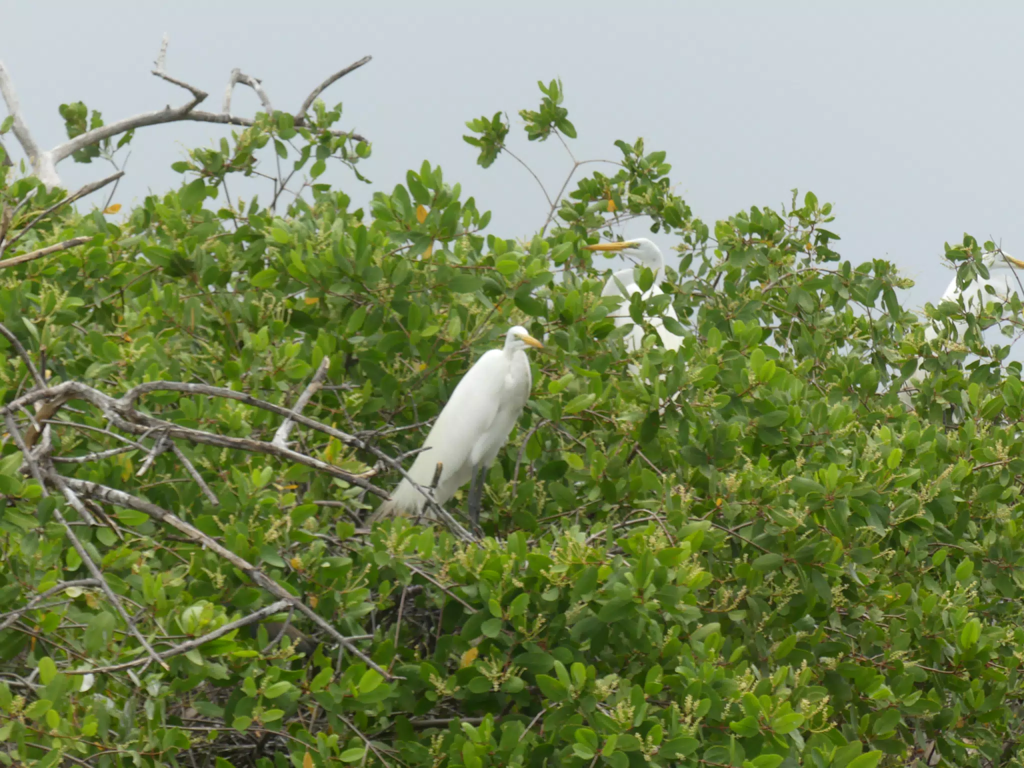 Egrets on San Juan Venado Estuary