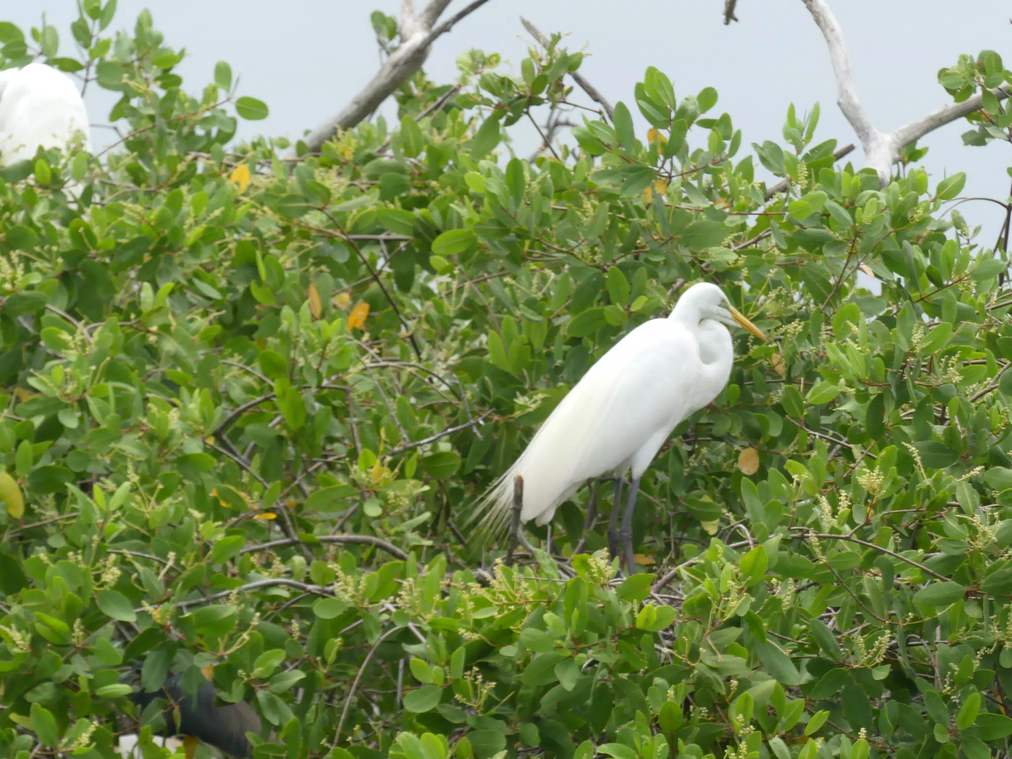 Egrets on San Juan Venado Estuary