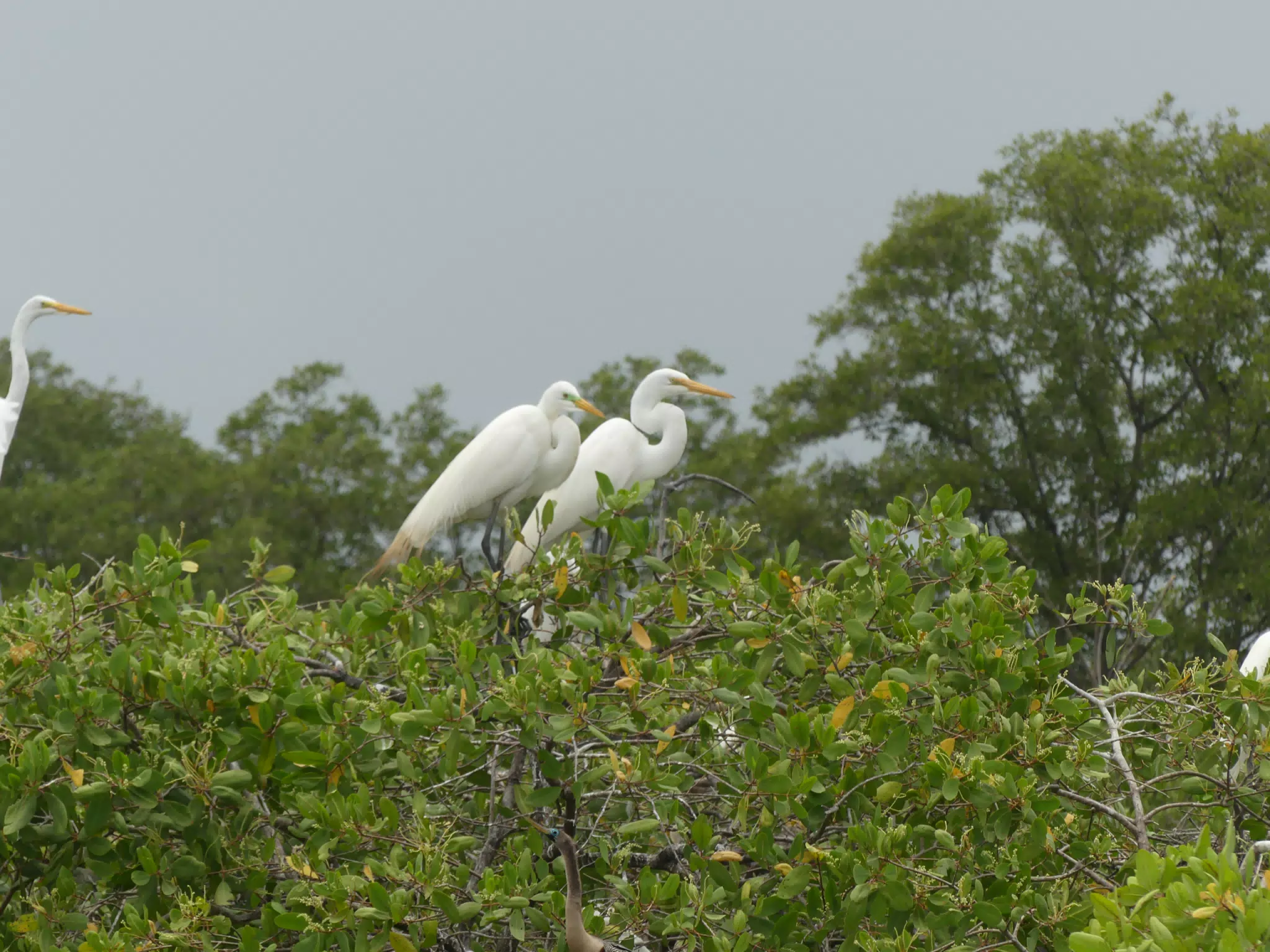Egrets on San Juan Venado Estuary