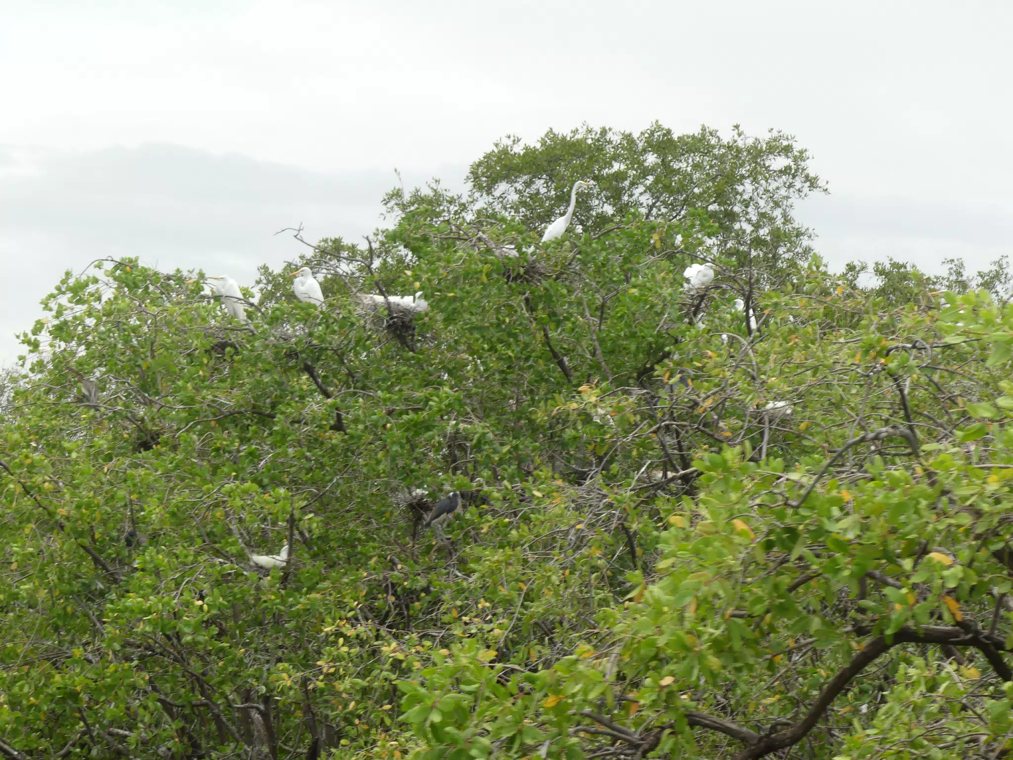 Photographing Egrets at San Juan Venado