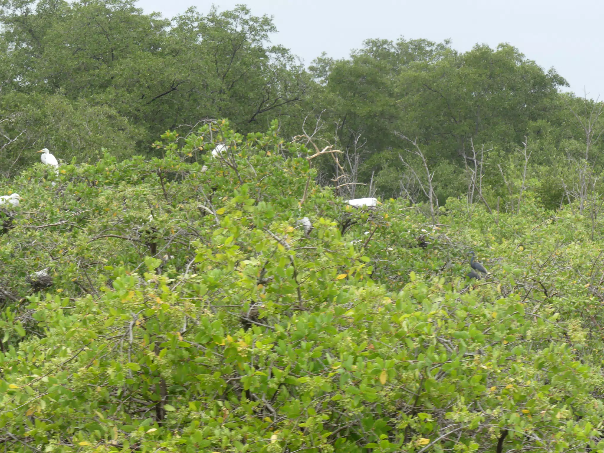 Photographing Egrets at San Juan Venado