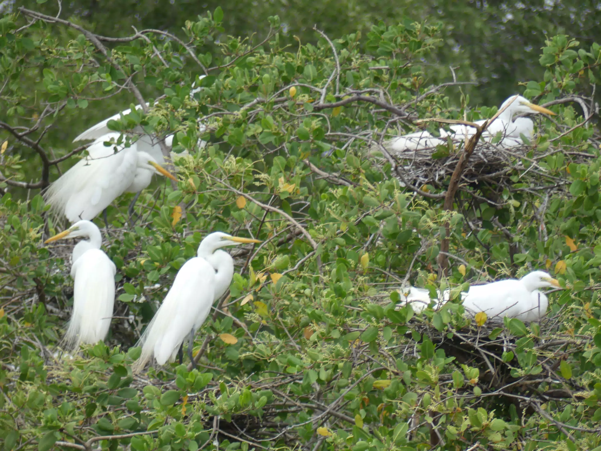 Photographing Egrets at San Juan Venado