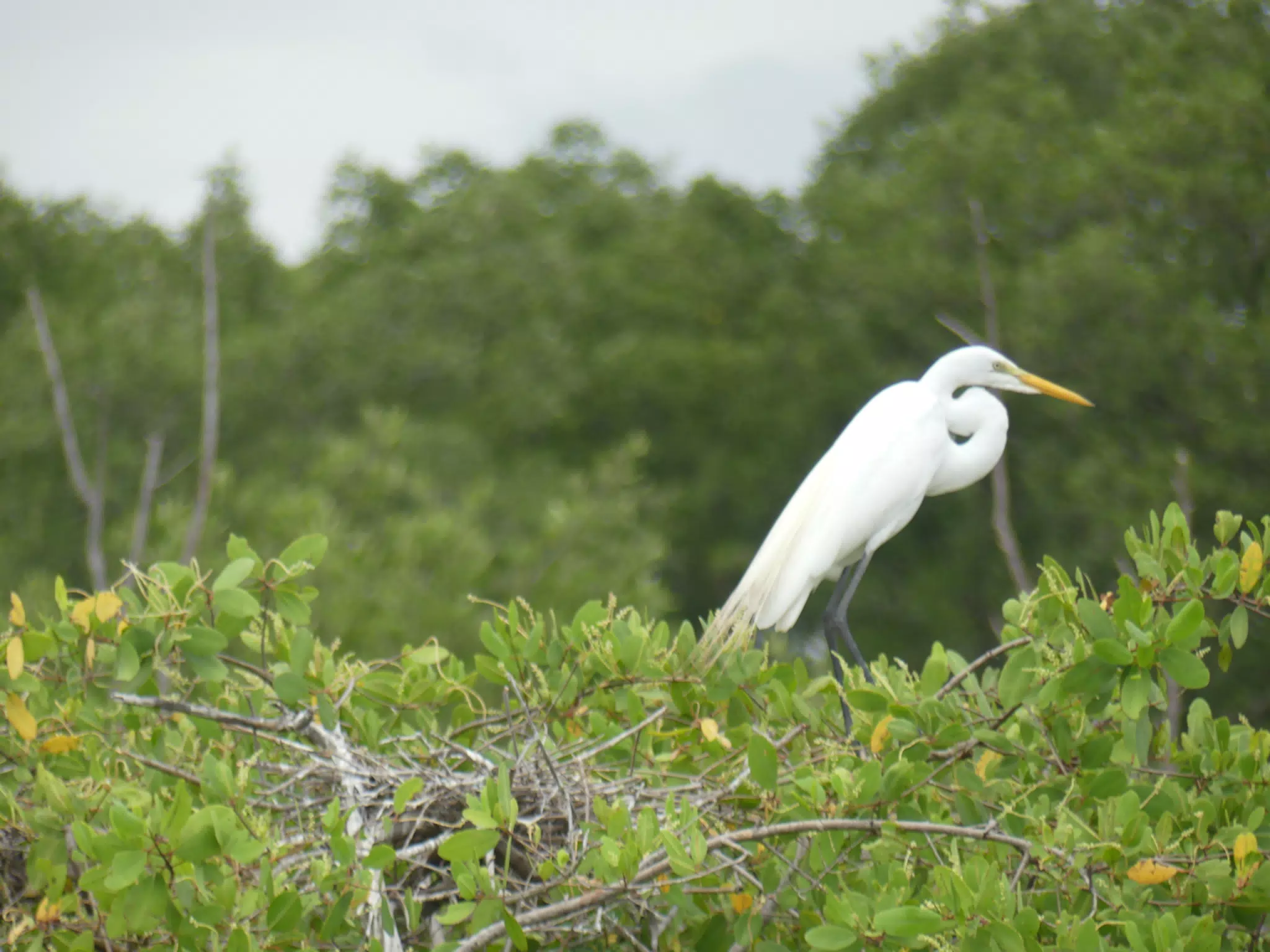Photographing Egrets at San Juan Venado