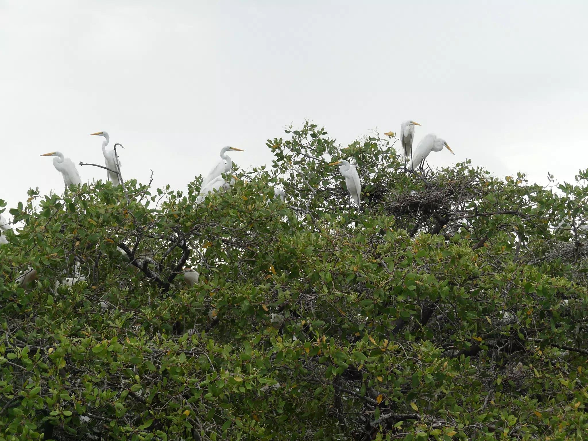 Photographing Egrets at San Juan Venado
