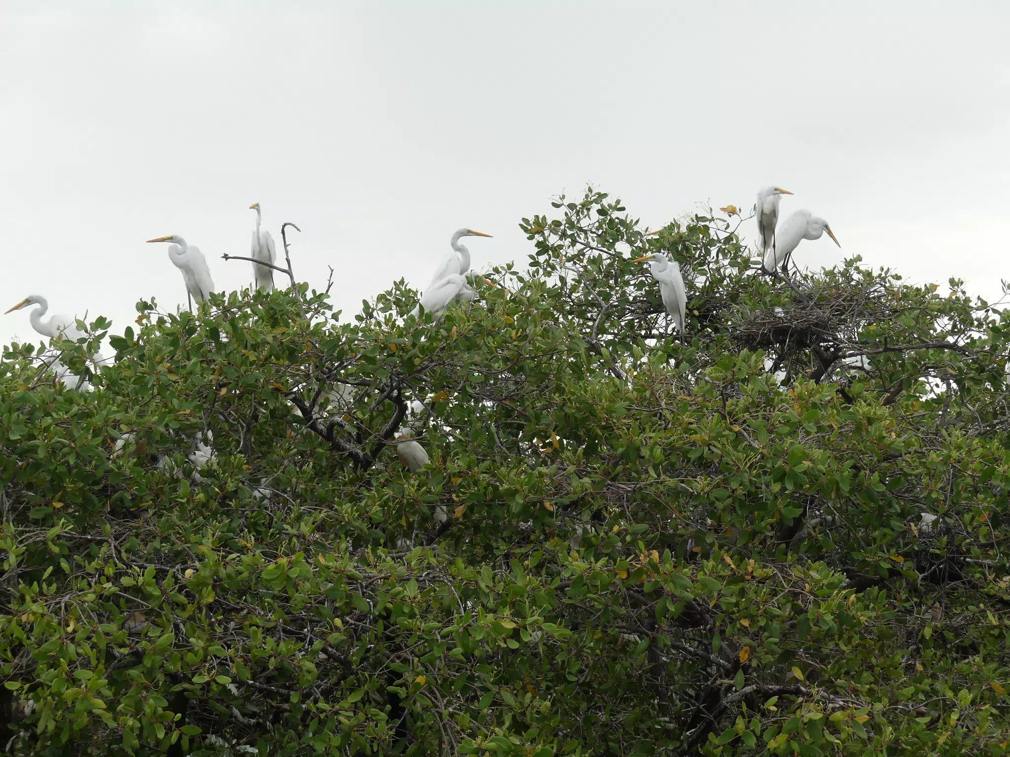 Photographing Egrets at San Juan Venado