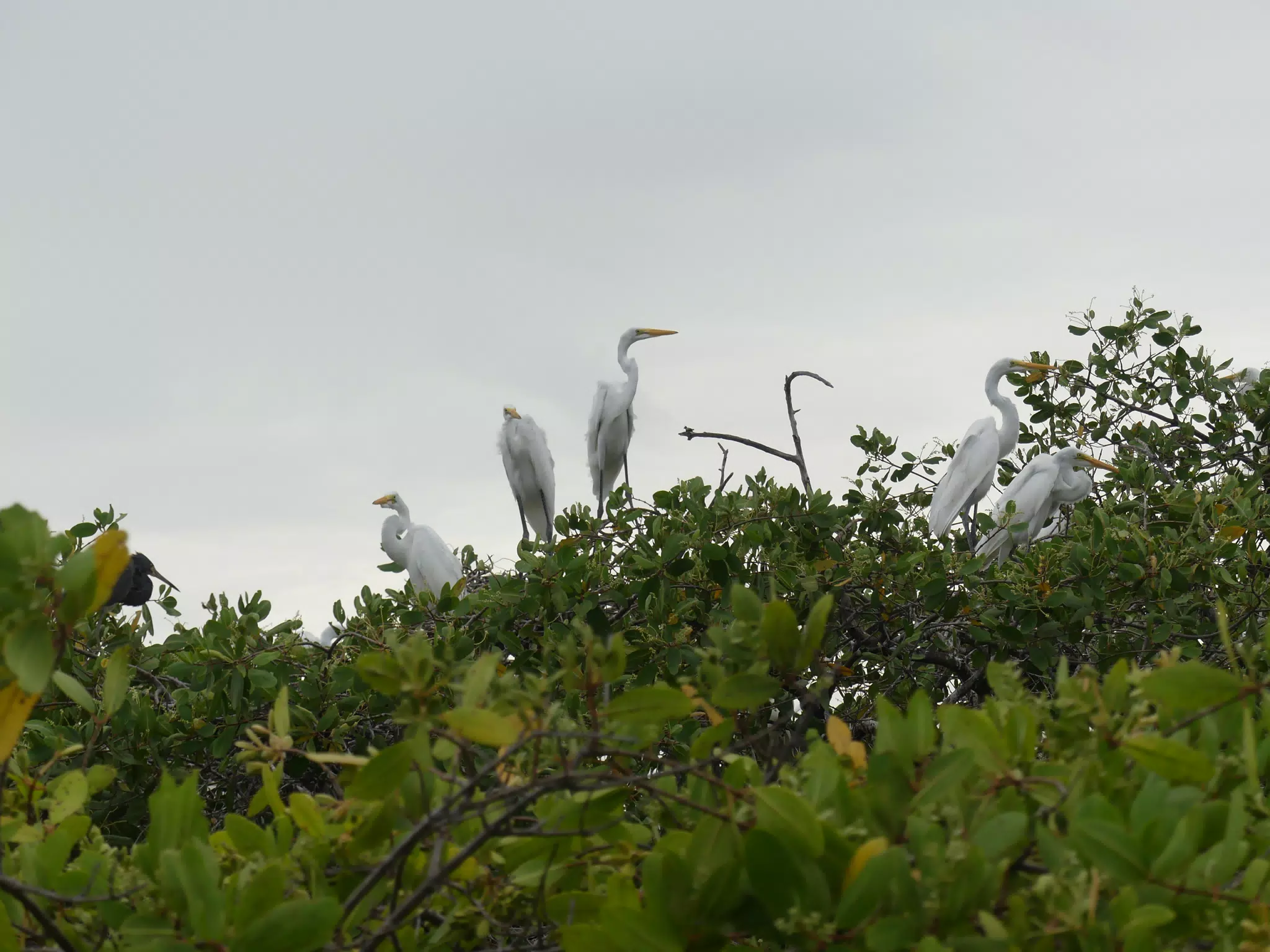 Photographing Egrets at San Juan Venado