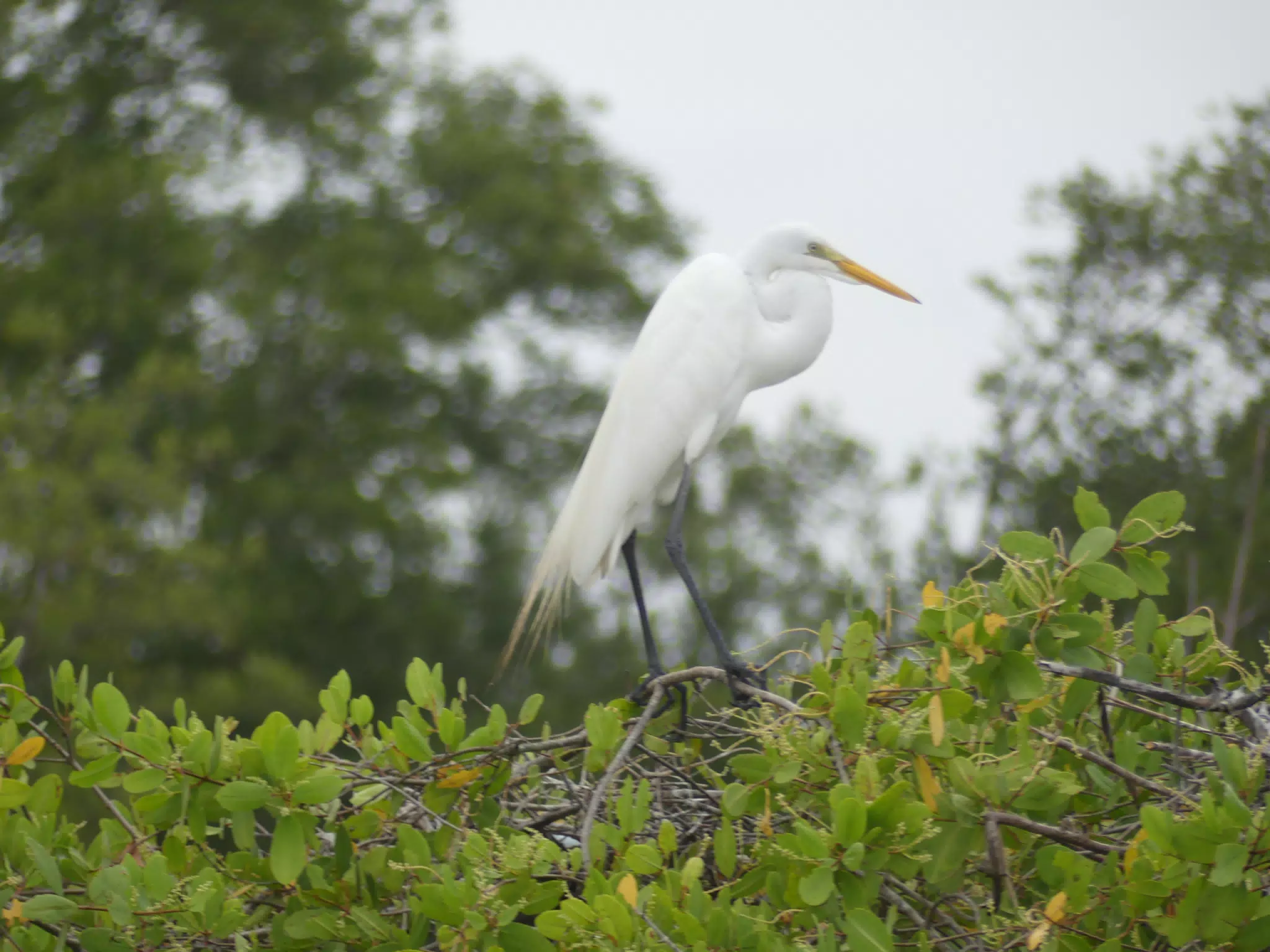Photographing Egrets at San Juan Venado