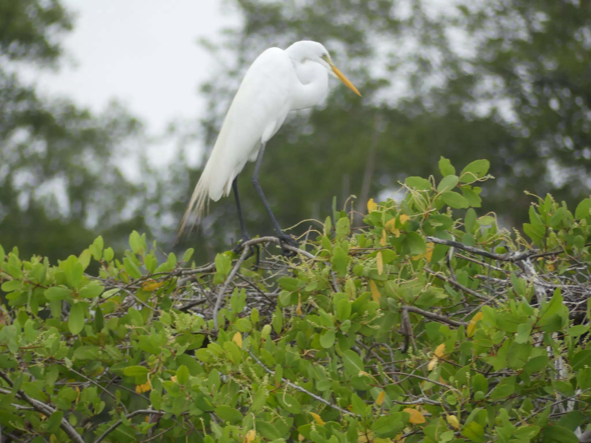Photographing Egrets at San Juan Venado