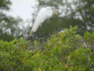 Photographing Egrets at San Juan Venado