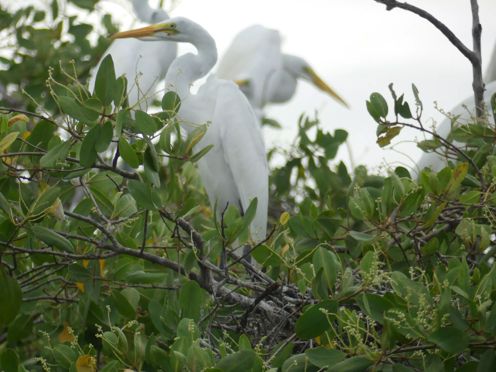 Photographing Egrets at San Juan Venado
