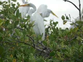 Photographing Egrets at San Juan Venado