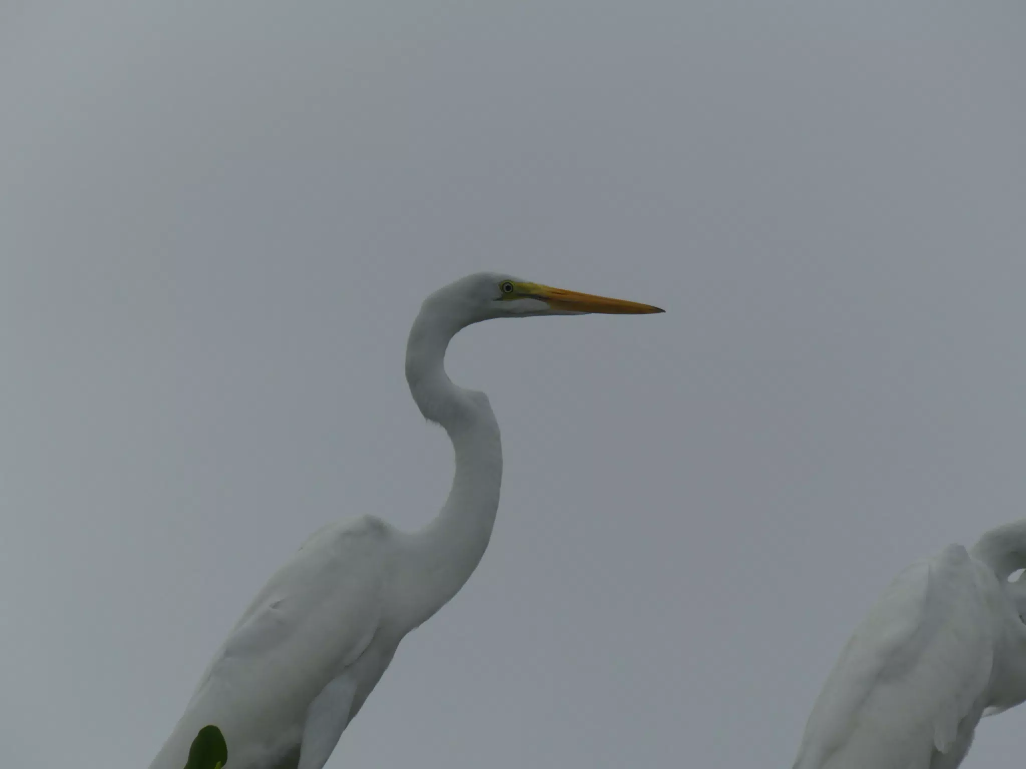 Photographing Egrets at San Juan Venado