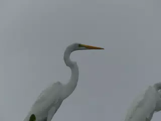 Photographing Egrets at San Juan Venado