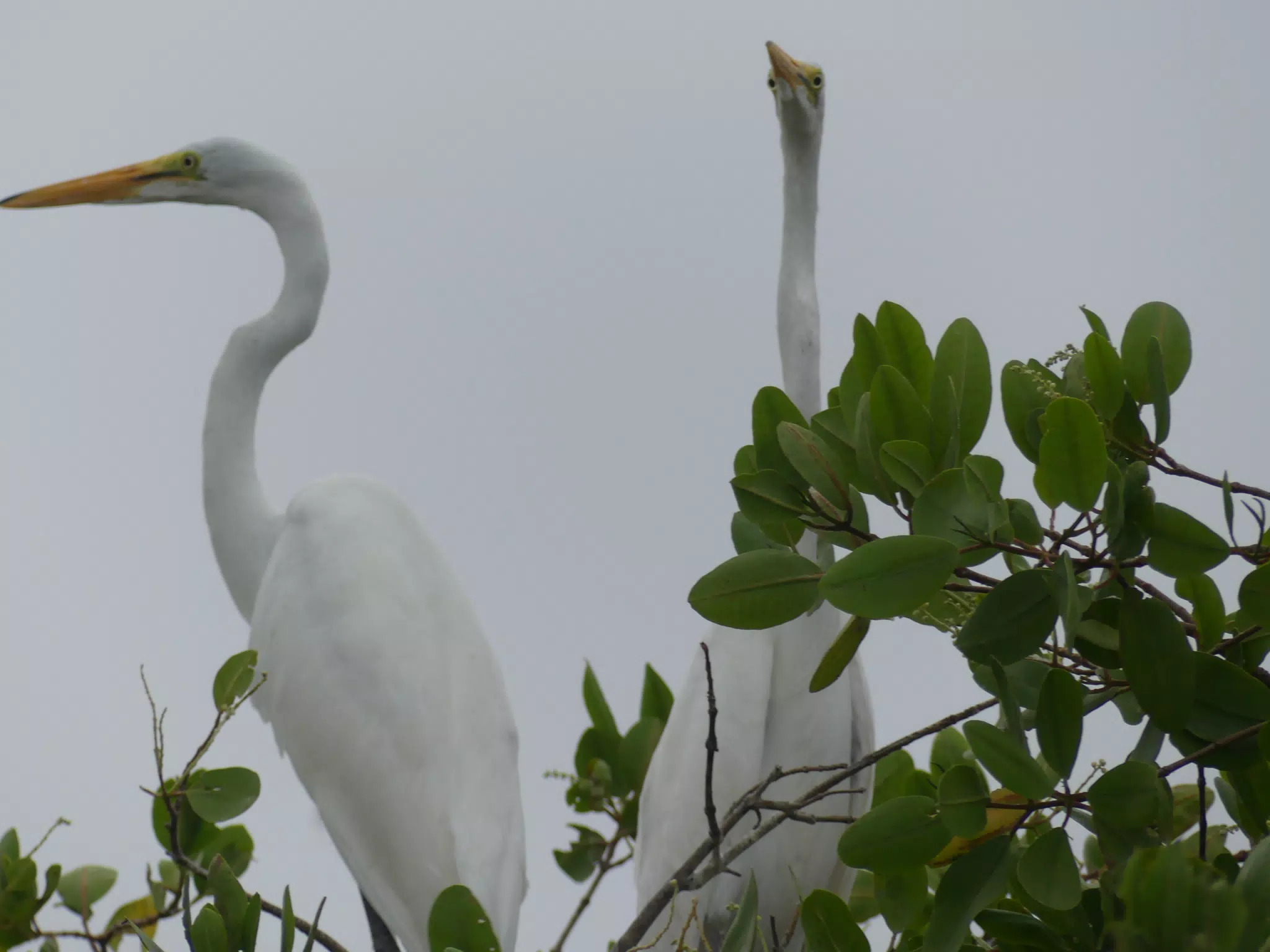 Photographing Egrets at San Juan Venado