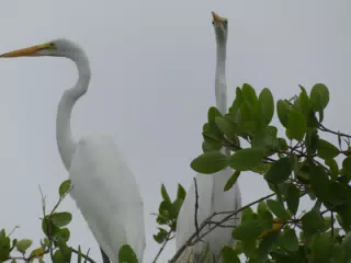 Photographing Egrets at San Juan Venado