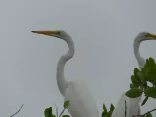 Photographing Egrets at San Juan Venado
