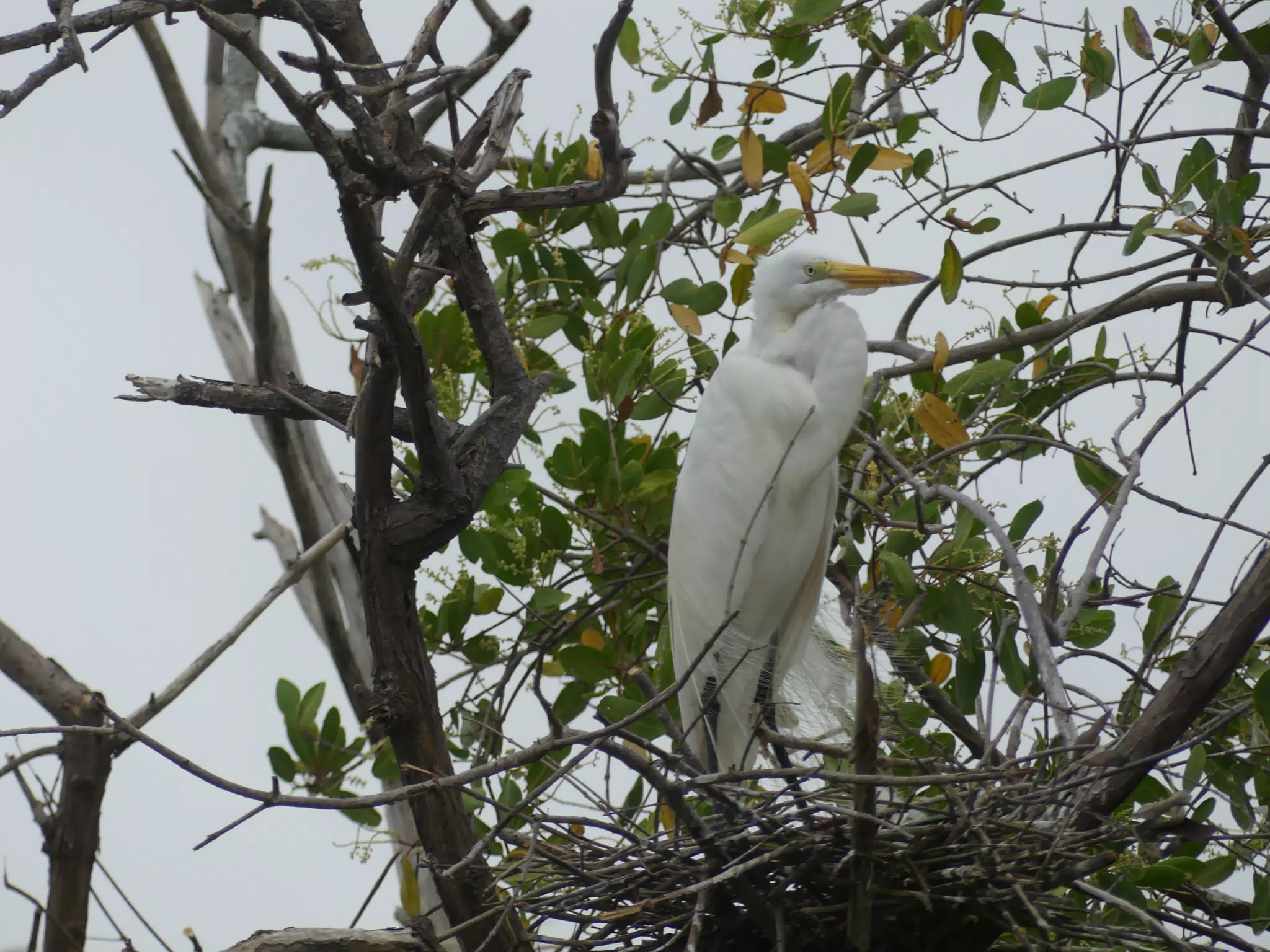 Photographing Egrets at San Juan Venado