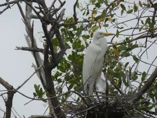 Photographing Egrets at San Juan Venado