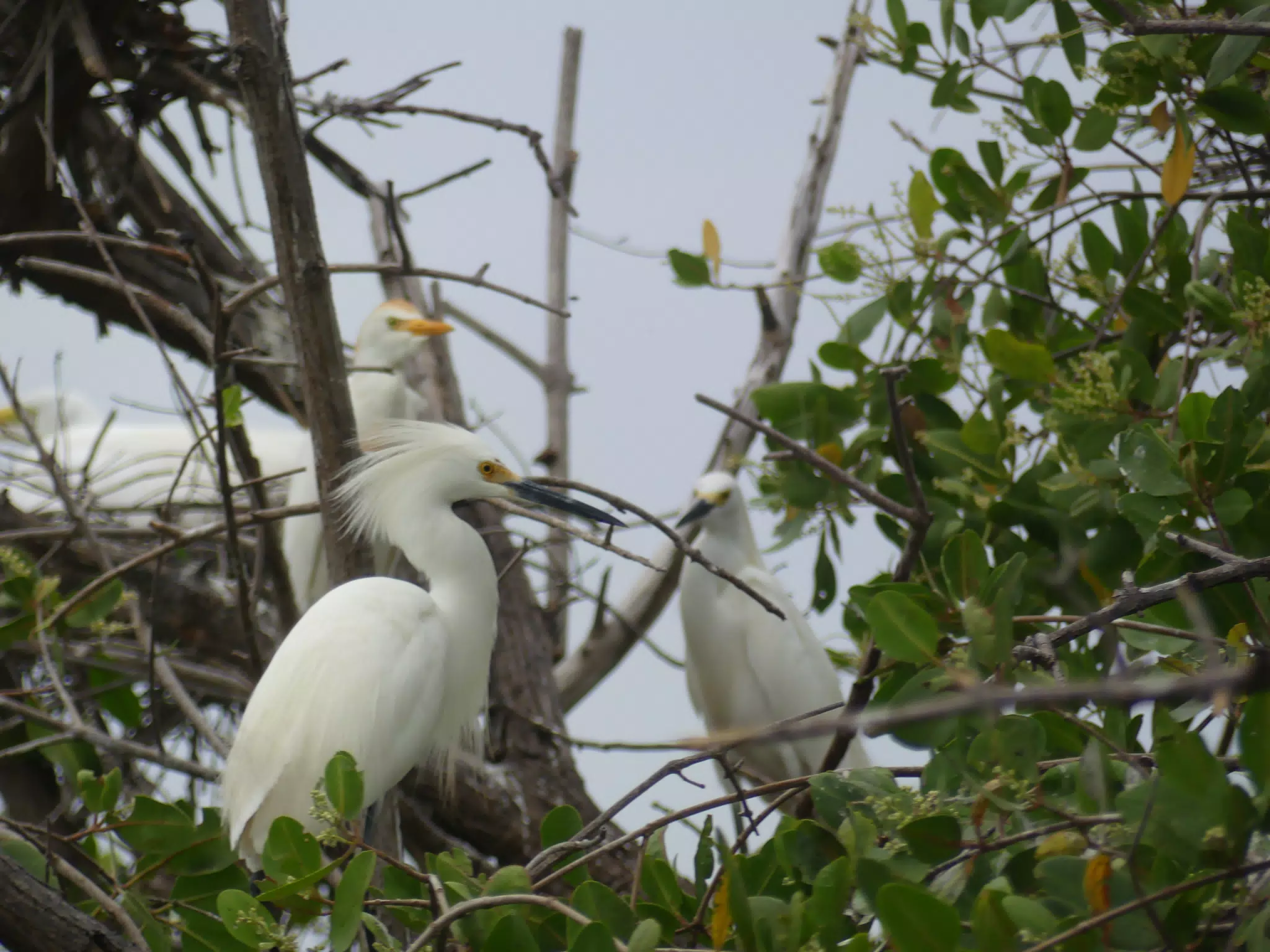 Photographing Egrets at San Juan Venado