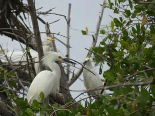 Photographing Egrets at San Juan Venado