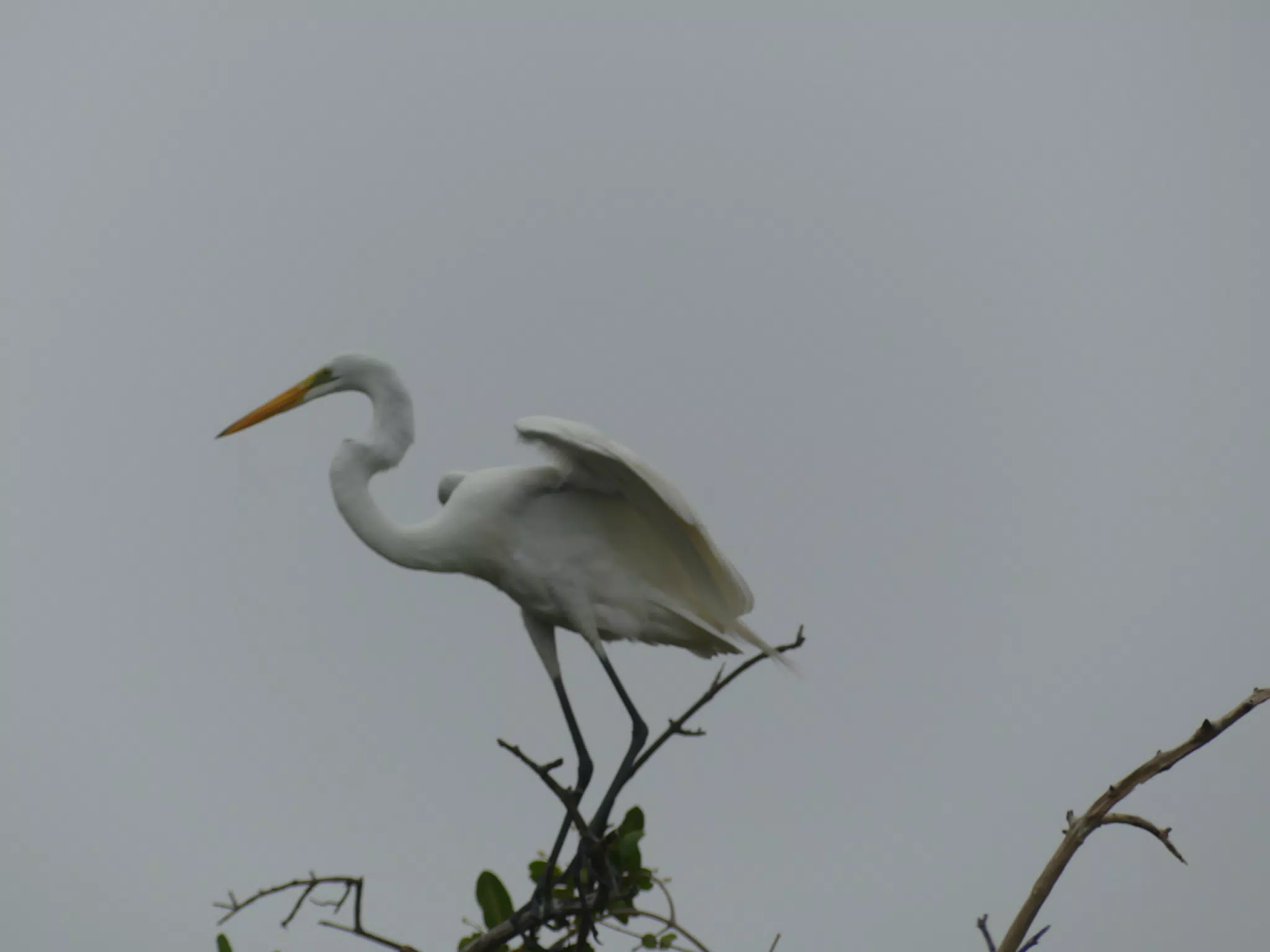Photographing Egrets at San Juan Venado
