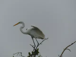 Photographing Egrets at San Juan Venado