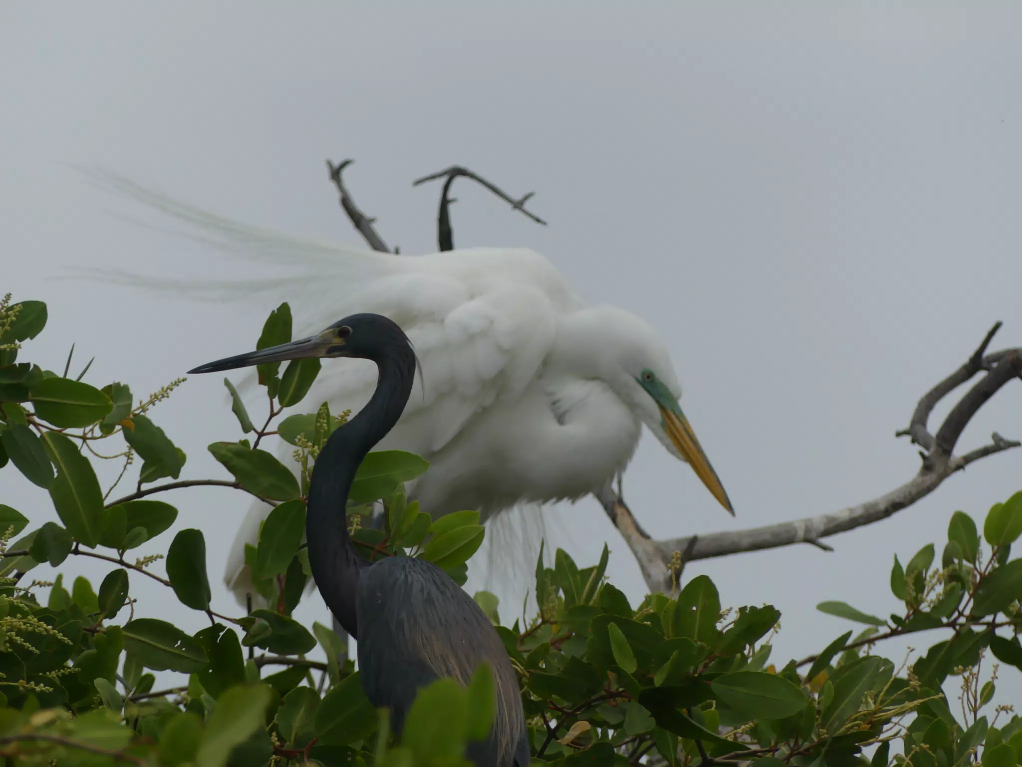 Photographing Egrets at San Juan Venado