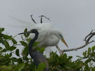 Photographing Egrets at San Juan Venado
