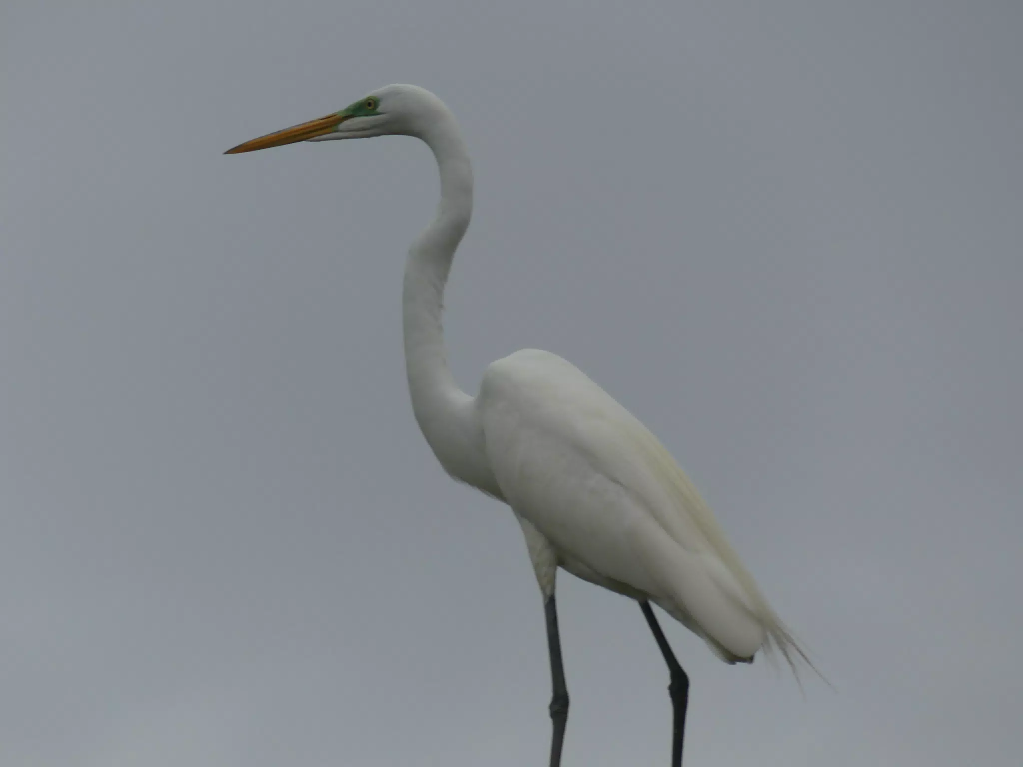 Photographing Egrets at San Juan Venado