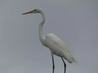 Photographing Egrets at San Juan Venado