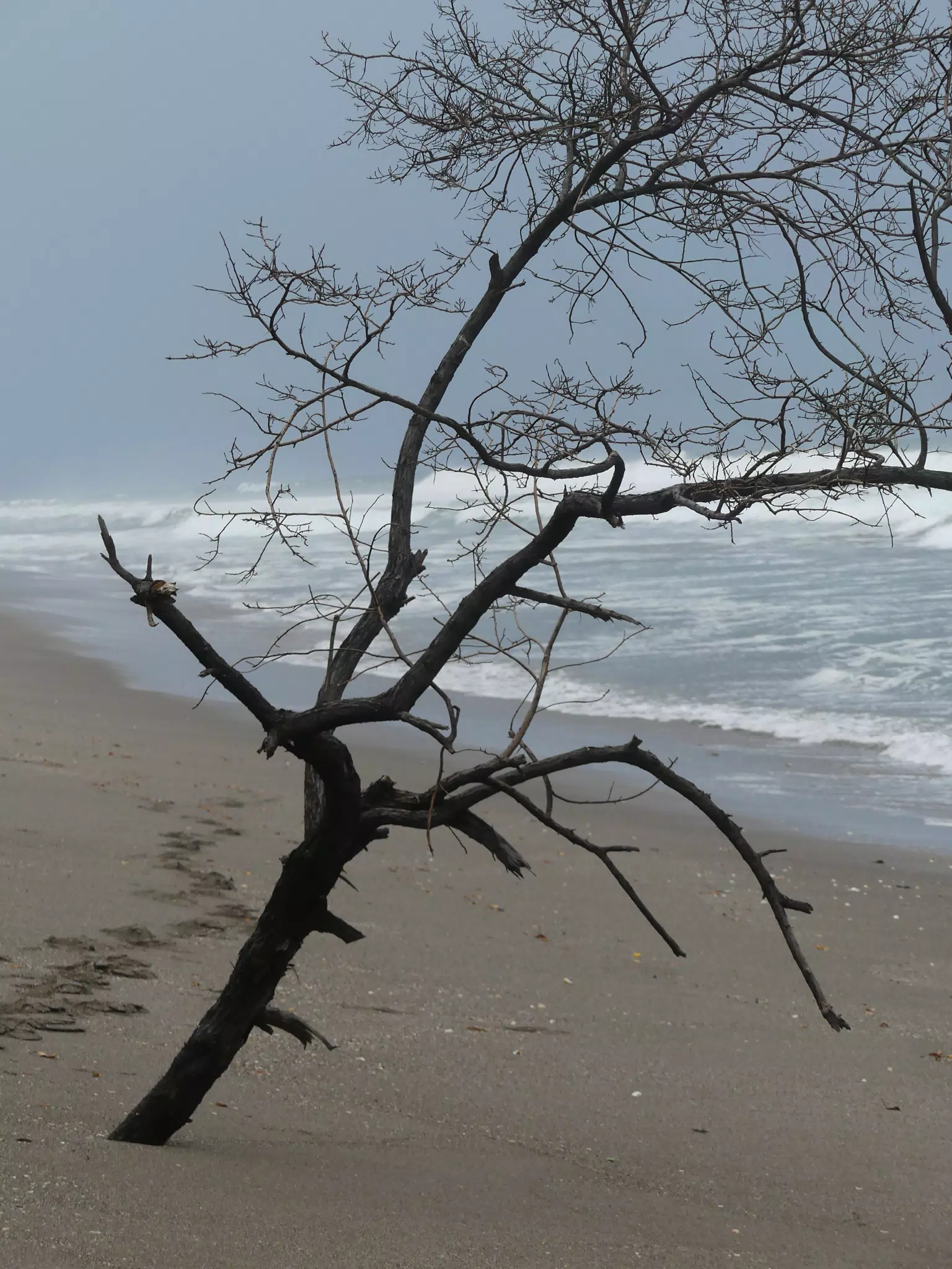 Tree on San Juan Venado Beach