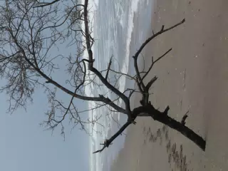 Tree on San Juan Venado Beach