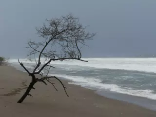 Tree on San Juan Venado Beach