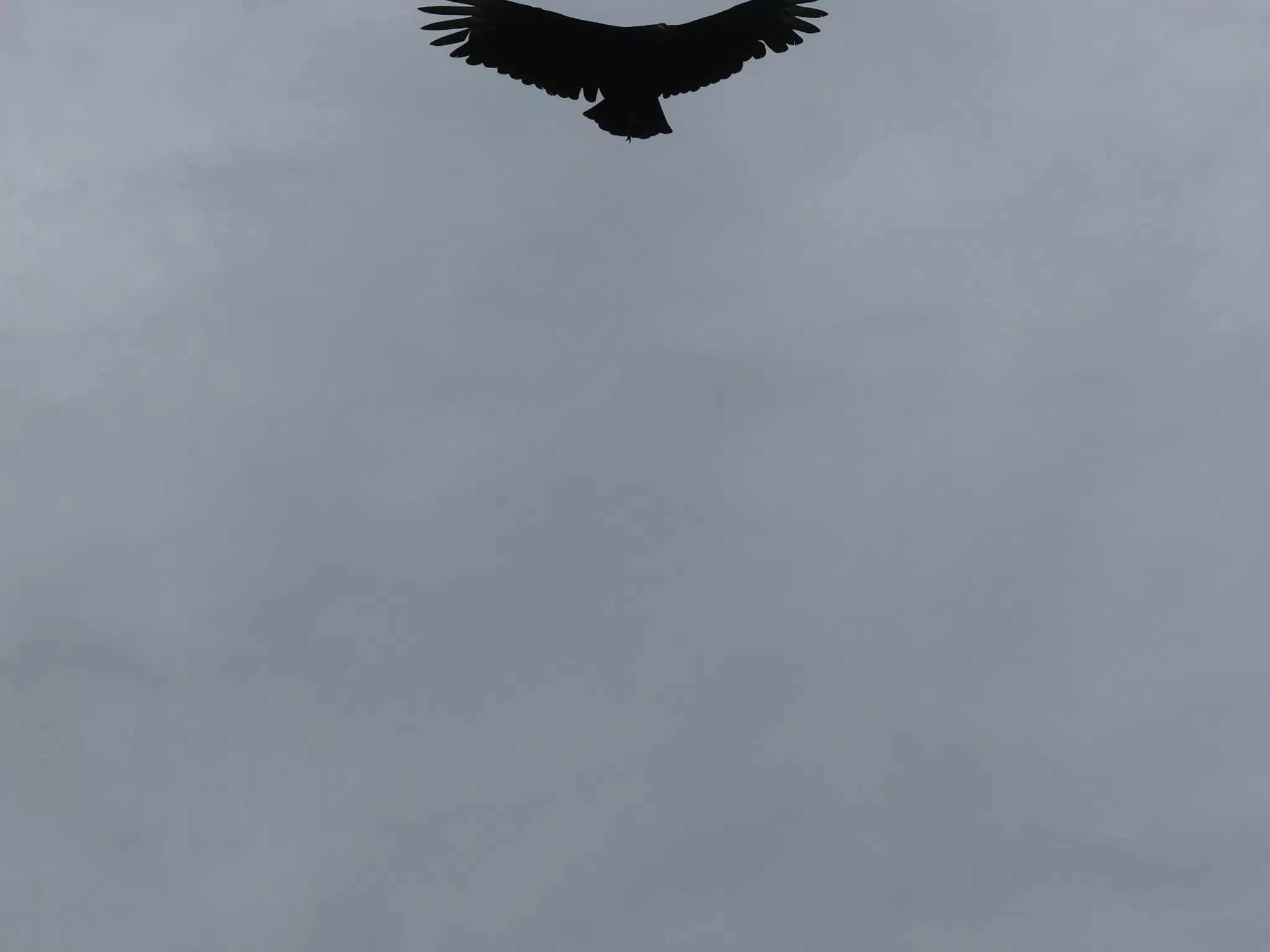 Birds on Isla San Juan Venado