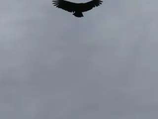 Birds on Isla San Juan Venado