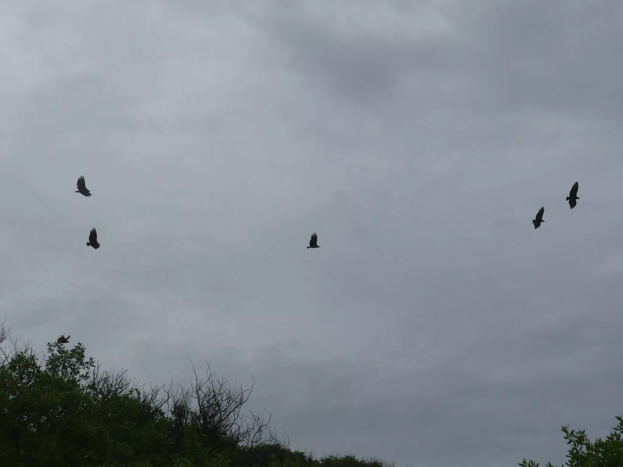 Birds on Isla San Juan Venado