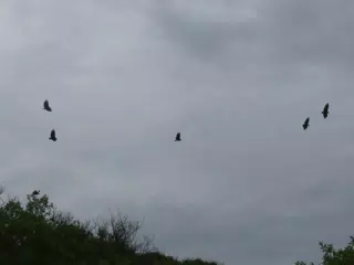Birds on Isla San Juan Venado