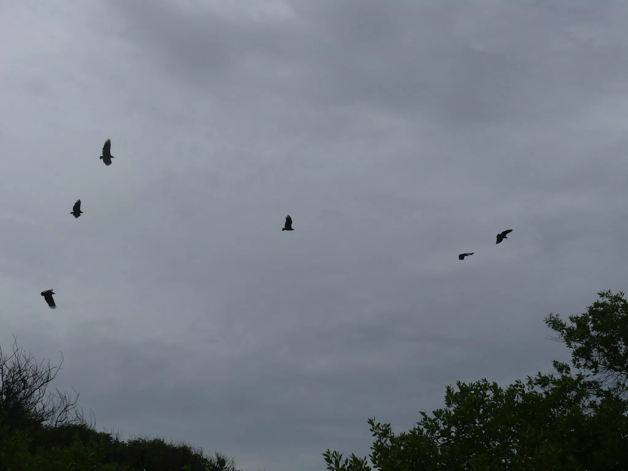 Birds on Isla San Juan Venado