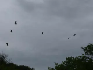 Birds on Isla San Juan Venado
