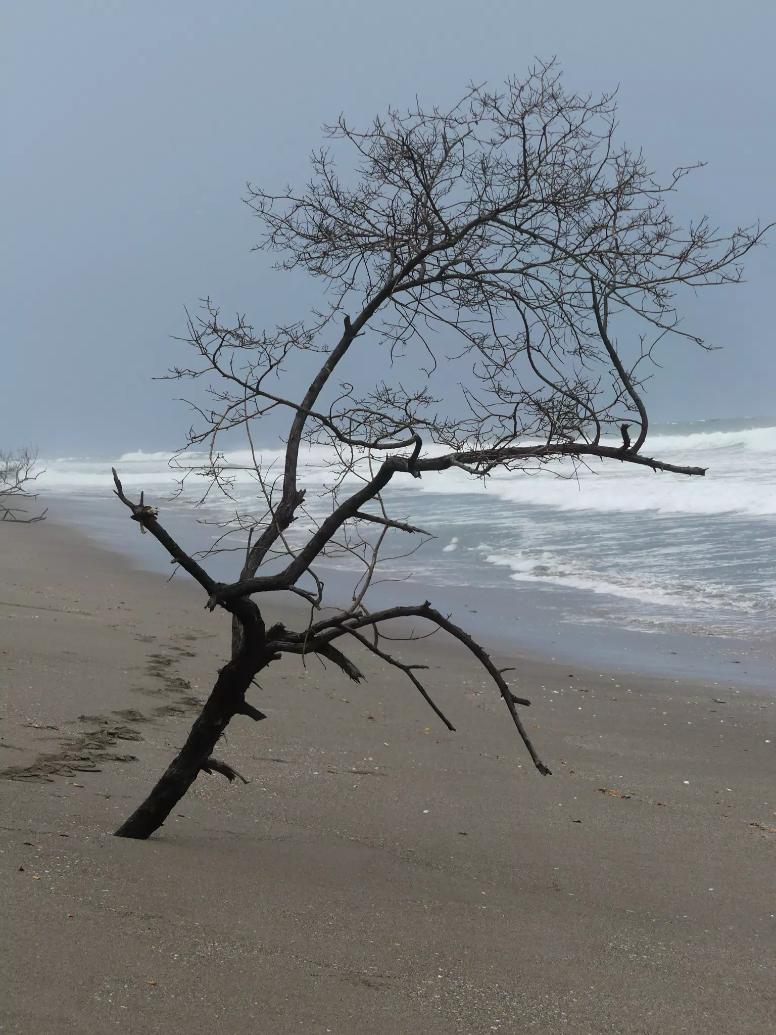 Tree on San Juan Venado Beach