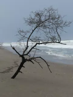 Tree on San Juan Venado Beach