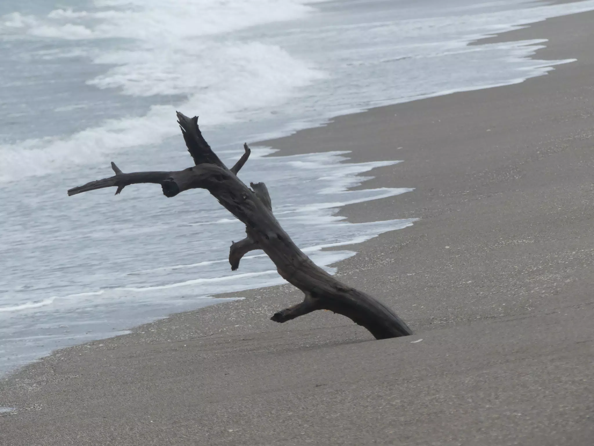 Tree on San Juan Venado Beach